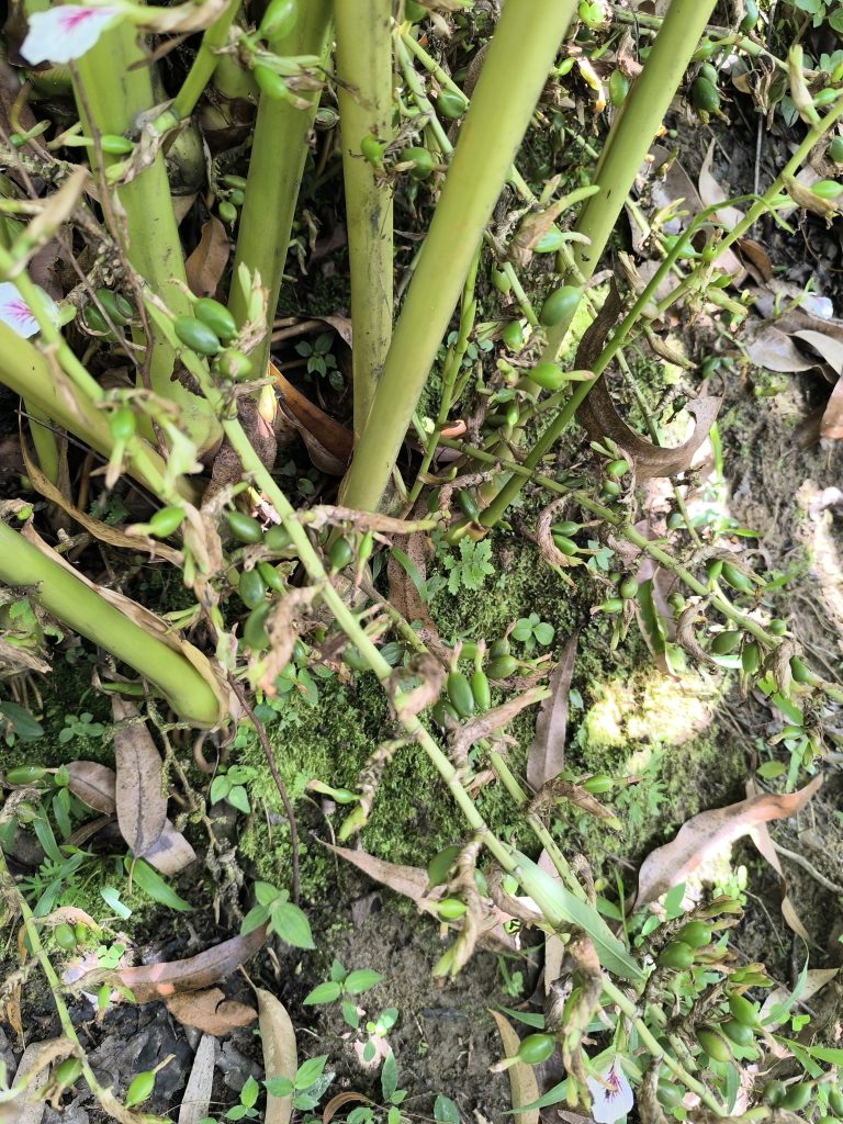 vaina-de-cardamomo-2