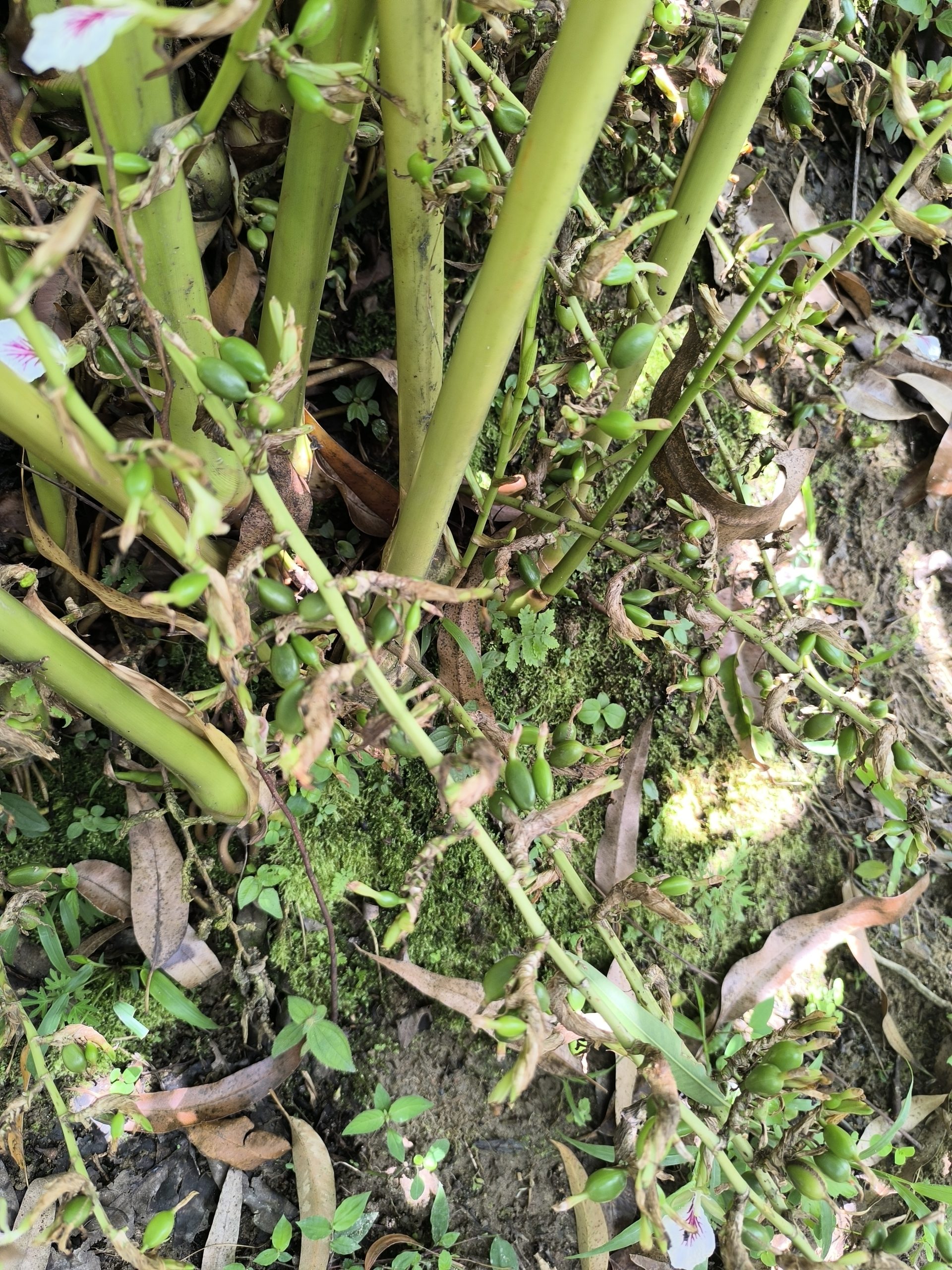 vaina-de-cardamomo-2