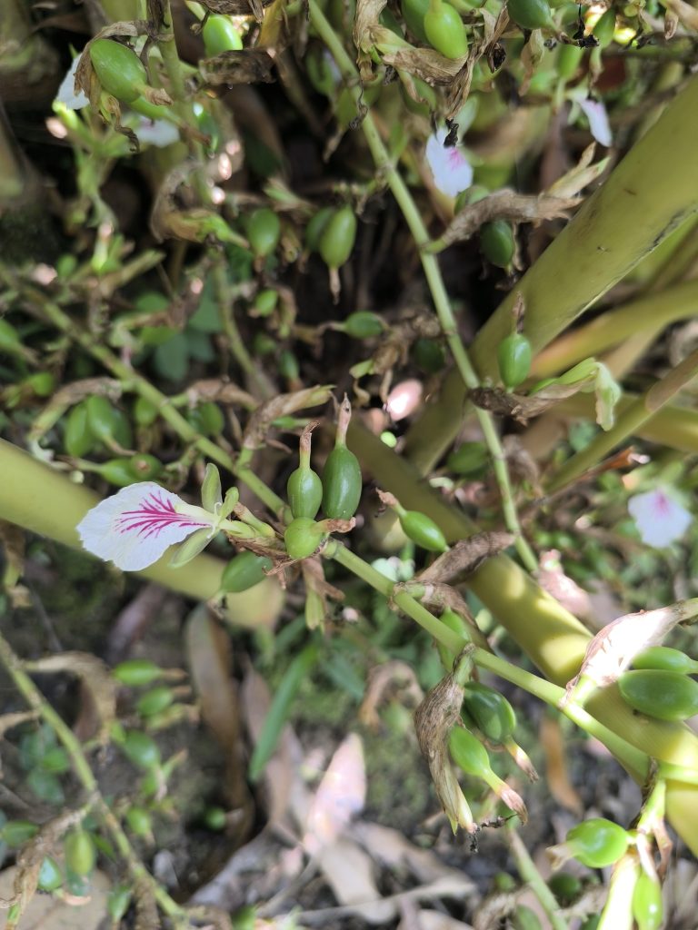 vaina-de-cardamomo-3